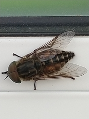 Hybomitra bimaculata