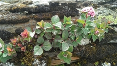 Spiraea morrisonicola