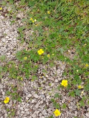 Potentilla anglica