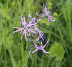 Silene flos-cuculi