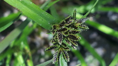 Cyperus fuscus