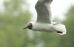 Chroicocephalus ridibundus