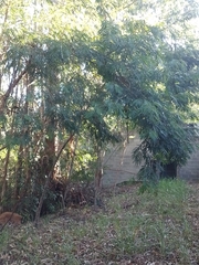 Piptadenia gonoacantha