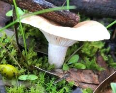 Singerocybe