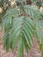 Piptadenia gonoacantha