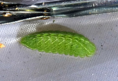 Thecla betulae