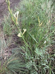 Astragalus storozhevae