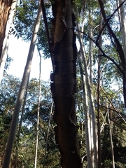 Piptadenia gonoacantha