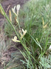 Astragalus storozhevae
