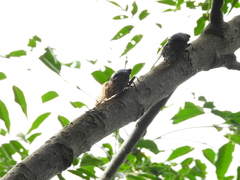 Cryptotympana holsti