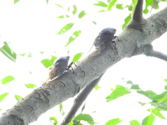 Cryptotympana holsti