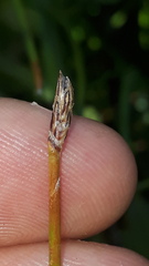 Eleocharis uniglumis