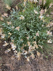 Astragalus helmii tergeminus