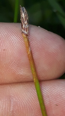 Eleocharis uniglumis