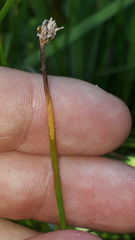 Eleocharis uniglumis