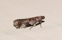 Acrobasis suavella