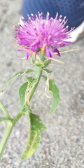 Centaurea iberica