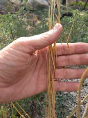 Boechera retrofracta