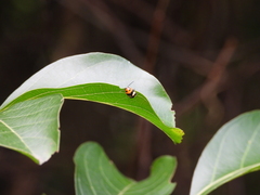 Cryptocephalus taiwanus