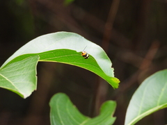 Cryptocephalus taiwanus