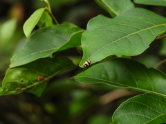 Cryptocephalus taiwanus