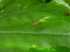 Chrysopilus ferruginosus