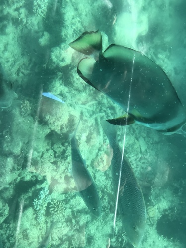 Platax orbicularis