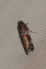 Acrobasis suavella