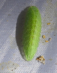 Thecla betulae