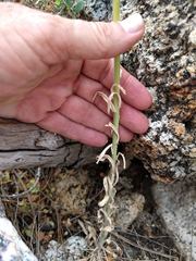 Boechera retrofracta