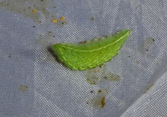 Thecla betulae