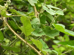 Rubus nagasawanus
