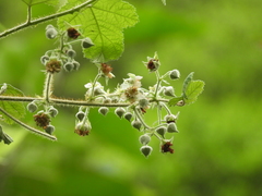 Rubus nagasawanus