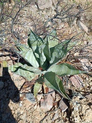 Agave colorata
