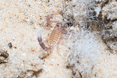 Androctonus amoreuxi