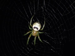 Bijoaraneus