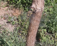 Cordulegaster boltonii