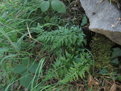 Asplenium adiantum-nigrum
