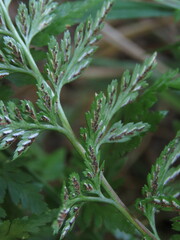 Asplenium adiantum-nigrum