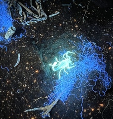 Androctonus amoreuxi