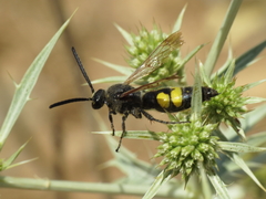 Megascolia maculata flavifrons