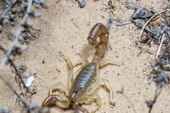 Androctonus amoreuxi