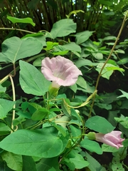 Calystegia × pulchra