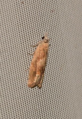 Eucosma conterminana