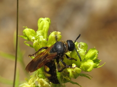 Scolia hortorum
