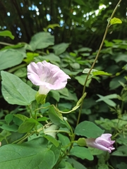 Calystegia × pulchra