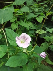 Calystegia × pulchra