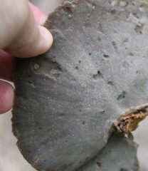 Hexagonia hydnoides image