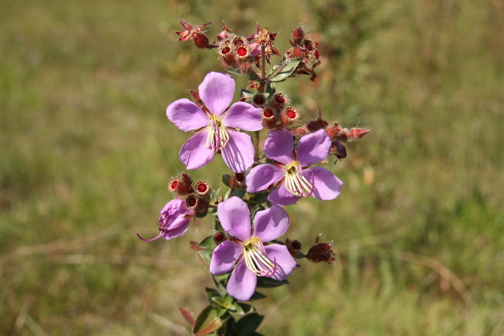 Osbeckia thorelii (Osbeckia thorelii)