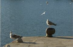 Larus michahellis